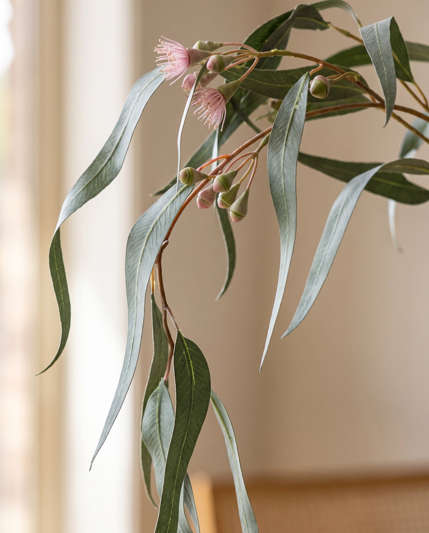 Gum Leaf Stem weeping foliage and blossom detail — Lumara Home