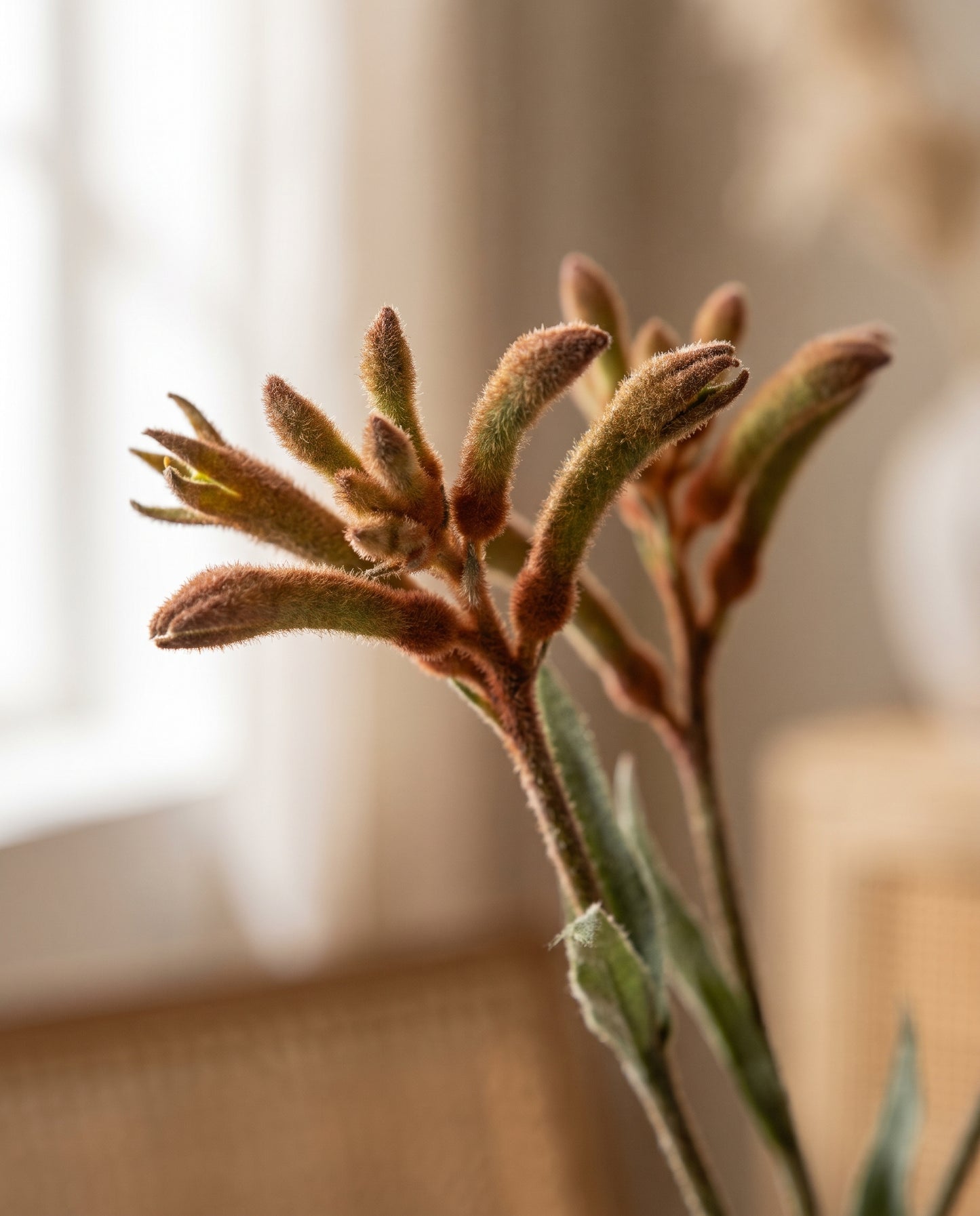 Kangaroo Paw velvety bloom detail — Lumara Home